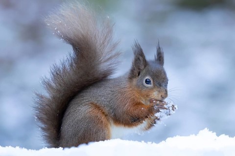 Red squirrel (Sciurus vulgaris) adult animal feeding on a nut in a snow covered woodland in winter,
