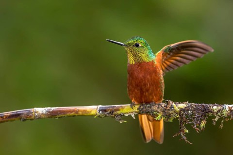 Chestnut-breasted Coronet (Boissonneaua matthewsii) flapping, Napo, Ecuador