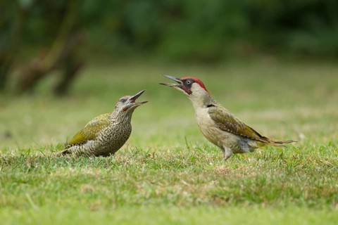 Green woodpecker (Picus viridis) adult bird and juvenile young bird two birds calling on a garden
