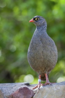 Red-billed Spurfowl (Pternistis adspersus), Namibia