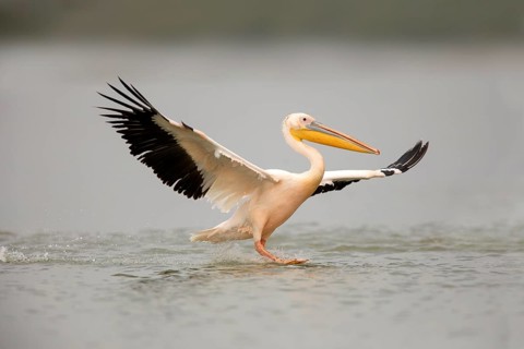Great White Pelican (Pelecanus onocrotalus) flying, Ethiopia
