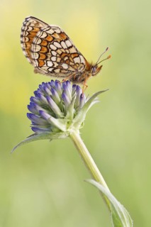 Der Westlicher Scheckenfalter (Melitaea parthenoides), Flügel-Unterseite
