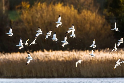 Pied Avocet, Recurvirostra avosetta, birds in flight over winter marshes