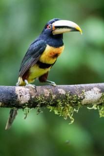 Black-necked Aracari (Pteroglossus aracari) perched on a branch, Pichincha, Ecuador