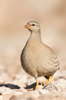 Sand Partridge (Ammoperdix heyi) female, Eilat, Israel