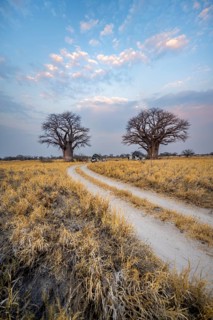 Road, track between yellow dry grass leads to baobabs, Nxai Pan National Park, Botswana