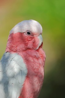 Galah (Eolophus roseicapilla) (Cacatua roseicapilla), captive, occurring in Australia