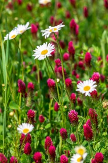 Flowering meadow with daisies (Leucanthemum) and incarnate clover (Trifolium incarnatum) in bloom,