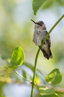 Bee Hummingbird (Mellisuga helenae) perched on a branch in Cuba