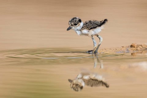 Spur-winged Lapwing (Vanellus spinosus) chick foraging, Eilat Israel
