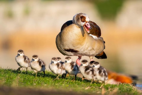 Egyptian goose (Alopochen aegyptiaca) mother with her chicks on a meadow at the shore of a lake,