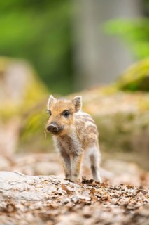 Wild boar (Sus scrofa) piglet standing in a forest, Bavaria, Germany