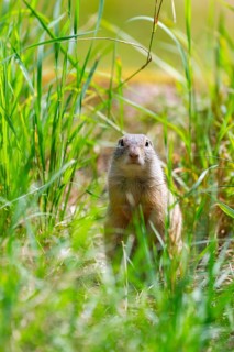 European ground squirrel (Spermophilus citellus) on a meadwo, Bavaria, Germany