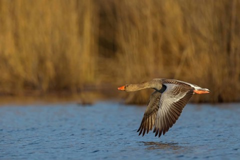 Greylag goose, Anser Anser, flight photo, lateral, Wagbachniederung, Wagh‰usl, Baden-W¸rttemberg,
