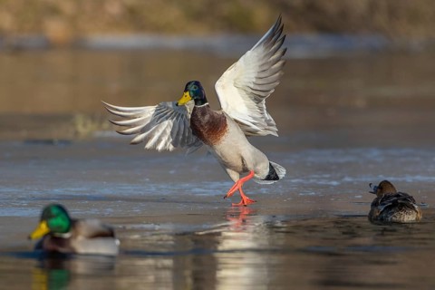 Mallard (Anas platyrhynchos) male landing on ice, Tribalj, Croatia