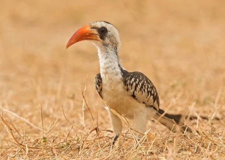 Western Red-billed Hornbill (Tockus kempi), Gambia