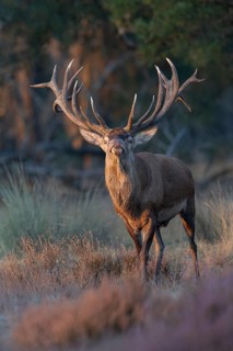 Red deer in rut, Hooge Veluve, Holland