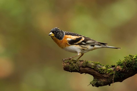 Brambling (Fringilla montifringilla) male, Utrecht, Netherlands