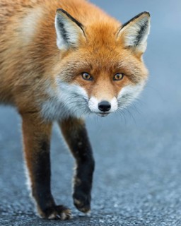 Red fox (Vulpes vulpes), hunting, winter fur, fallen game, looking for food on the road, portrait