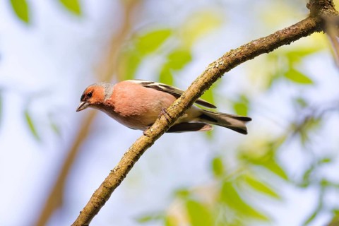 Male common chaffinch (Fringilla coelebs) sitting on a branch in spring forest with soft green