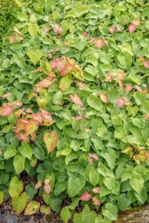 Elfenblunme (Epimedium × perralchicum 'Frohnleiten'), Merkel family, Sweden