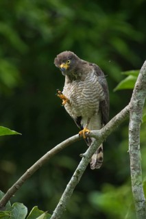 Roadside Hawk (Rupornis magnirostris), Madre de Dios, Peru