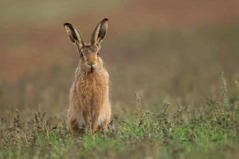 European brown hare (Lepus europaeus) adult animal in grassland, Suffolk, England, United Kingdom