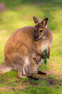 Red-necked wallaby or Bennett's wallaby (Macropus rufogriseus) with cub in her pouch, sits on a