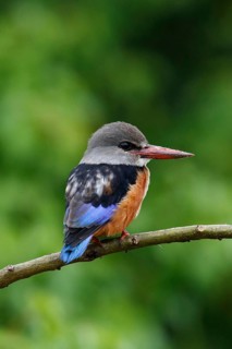 Grey-headed Kingfisher, Halcyon leucocephala, Botswana, Chobe NP