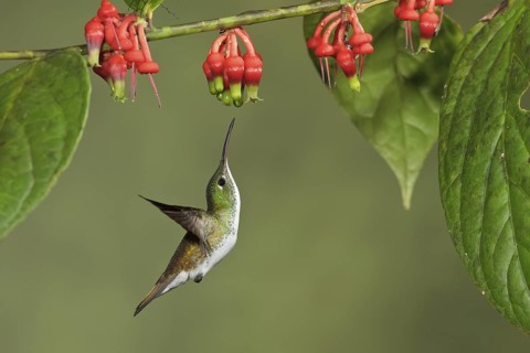 Andean Emerald hummingbird (Amazilia franciae) flying while feeding at a flower in Ecuador, South