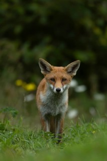 Red fox (Vulpes vulpes) adult animal in grassland countryside in the summer, England, United
