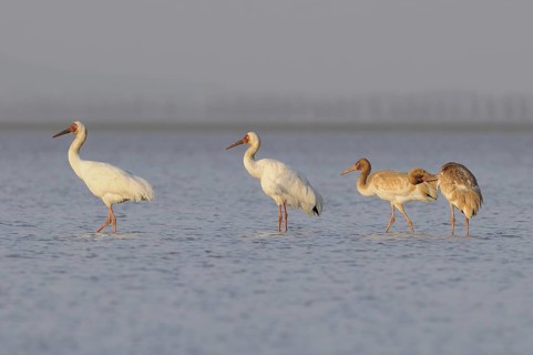 Siberian Crane (Leucogeranus leucogeranus) with juveniles, Poyang Lake, China