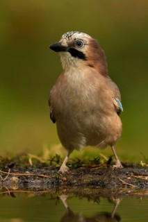 Eurasian Jay (Garrulus glandarius), Utrecht, Netherlands