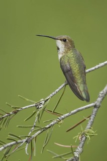 Rufous Hummingbird (Selasphorus rufus), Montana, USA