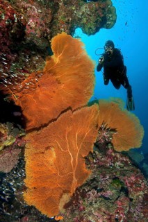Underwater photo of diver scuba diving looking at three large fan corals (Anella mollis) horn