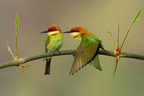 Chestnut-headed Bee-eater (Merops leschenaulti) pair, Darjeeling, India