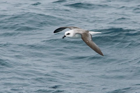 White-headed Petrel (Pterodroma lessonii) flying, Victoria, Australia
