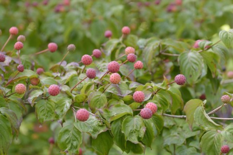 Chinese flowering dogwood (Cornus kousa 'Satomi'), Rombergpark Botanical Garden, Dortmund, North