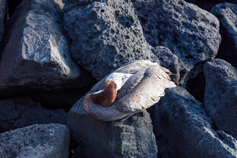 Pelican (Pelecanus), San Cristobal, Galapagos, Ecuador