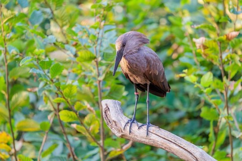 A hamerkop (Scopus umbretta) stands on a branch of a tree. Green vegetation can be seen in the