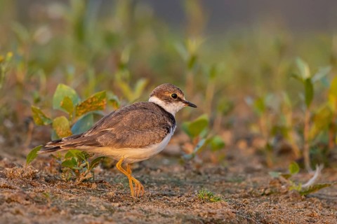 Little Ringed Plover (Charadrius dubius) juvenile, North Rhine-Westphalia, Germany