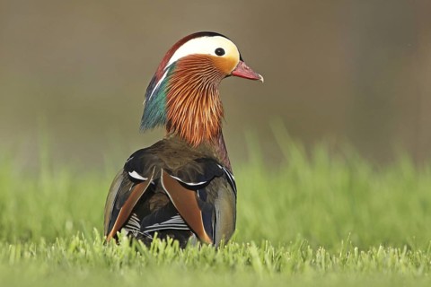 Mandarin Duck (Aix galericulata) male, Zurich, Switzerland