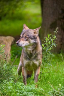 An adult male eurasian gray wolf (Canis lupus lupus) stands at the edge of the forest and watches