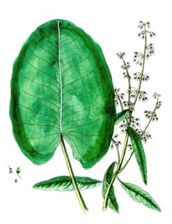 Rumex aquaticus, water sorrel, digital reproduction of a historical original, between 1790 and 1810
