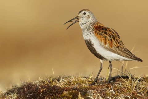 Dunlin (Calidris alpina) feeding on the tundra in Northern Alaska
