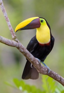 Black-manabilled Toucan (Ramphastos ambiguus) - at Laguna Lagarto Lodge near Boca Tapada, Costa