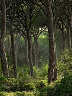 Pine forest, Pineta with dense undergrowth and filigree branches of the treetops, warm evening