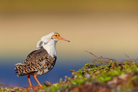Ruff, (Philomachus pugnax), animals, birds, plumage during mating season, snipe bird, courtship,