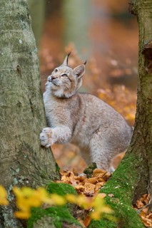 Eurasian lynx (Lynx lynx), climbing on tree trunk in autumn