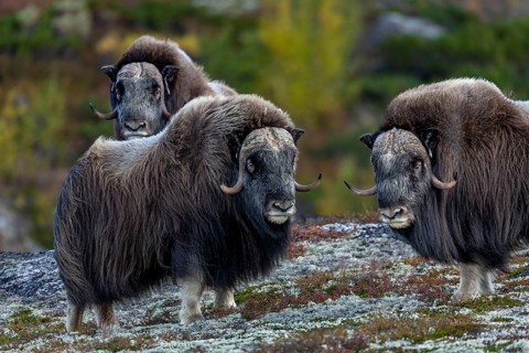 Three musk ox bulls (Ovibos moschatus) on Dovrefjell, a total of four males wandering peacefully